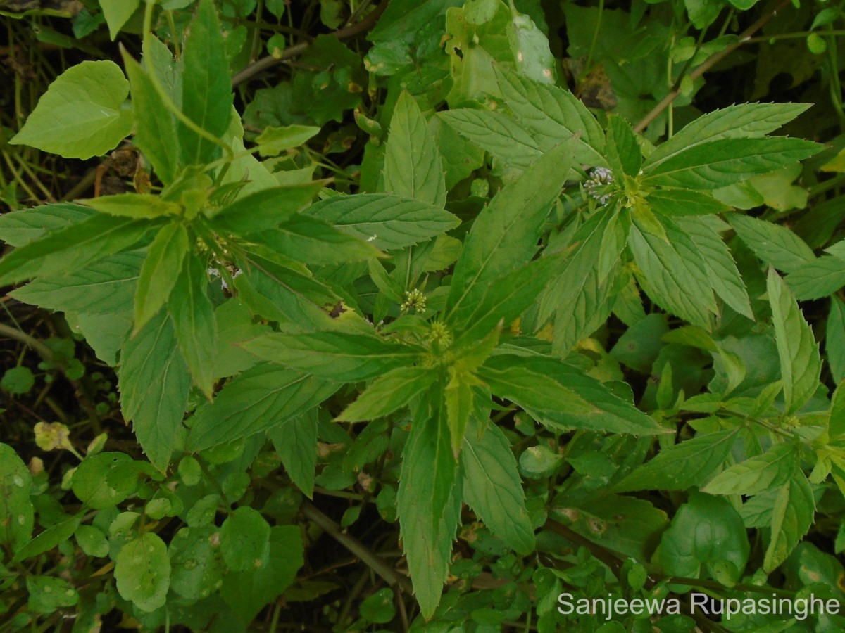 Mentha arvensis L.